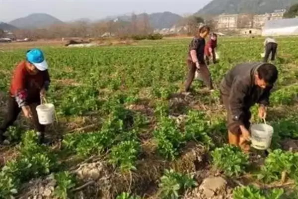 种植蚕豆行距30厘米株距多少？插图4
