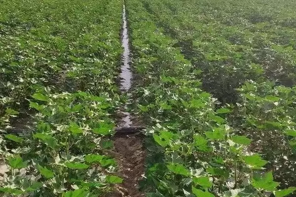 棉株长势叶面喷肥防棉花中后期早衰要点解析插图3 棉株长势叶面喷肥防棉花中后期早衰要点解析插图3