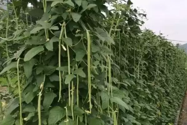 秋豆角在北方通常何时进行种植？插图7