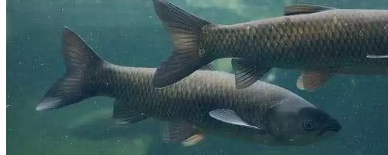 钓青鱼的浮漂选择方法,钓青鱼怎么选择合适的浮漂类型插图 钓青鱼的浮漂选择方法,钓青鱼怎么选择合适的浮漂类型插图