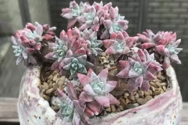 多肉砍头后的养护,多肉砍头后要如何进行养护管理插图3