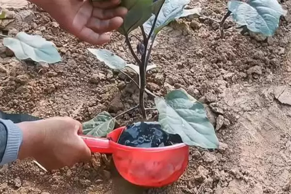 毒死蜱的使用方法量,毒死蜱使用方法和用量有何不同插图5