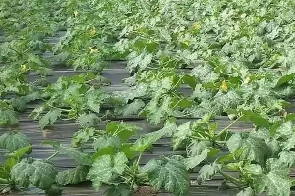 大棚多膜覆盖西瓜的栽培方法是,大棚多膜覆盖西瓜的栽培方法插图4