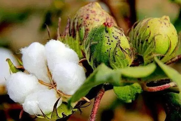 转抗虫基因中熟常规棉德利农12号棉花品种插图1 转抗虫基因中熟常规棉德利农12号棉花品种插图1