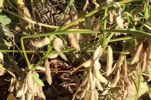 雁育豆23大豆种出苗至成熟多久？插图3