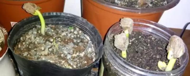 发财树播种繁殖方法,发财树如何进行播种繁殖的操作插图 发财树播种繁殖方法,发财树如何进行播种繁殖的操作插图