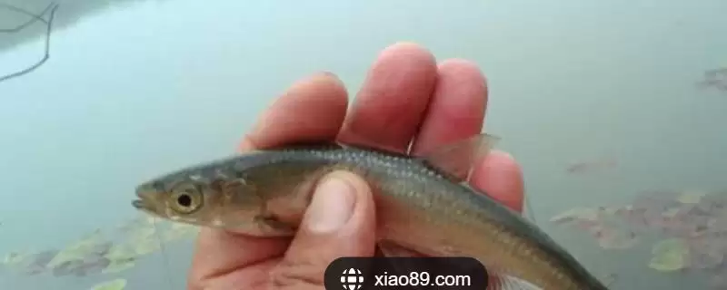 钓白条鱼的打窝聚鱼方法,钓白条鱼怎么打窝来进行聚鱼-会东网