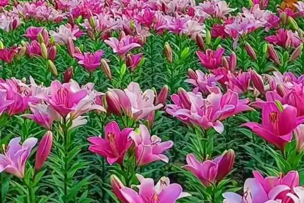 百合花存活情况,百合花是否开放一次就会死亡插图1