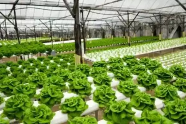 冬季蔬菜大棚放风原因,冬季蔬菜大棚需要放风的原因是什么插图7 冬季蔬菜大棚放风原因,冬季蔬菜大棚需要放风的原因是什么插图7