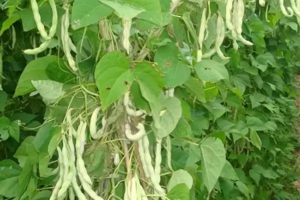 春季芸豆的种植时间在什么时候呢,春季芸豆的种植时间插图2
