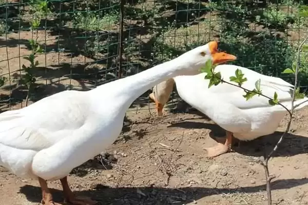 鹅下蛋所需的时间,鹅下蛋的开产期因品种有何不同插图6 鹅下蛋所需的时间,鹅下蛋的开产期因品种有何不同插图6