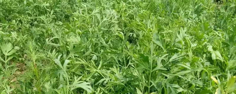 防风种植的时间,防风在南北方分别何时种植-会东网