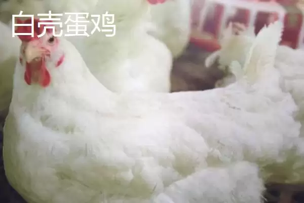 产蛋率高的母鸡有哪些品种呢,产蛋率高的母鸡品种插图3