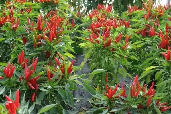 朝天椒盆栽种植技术和要点是啥,朝天椒盆栽种植技术插图2