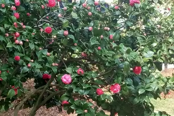 茶花的主要产地在哪些地方呢,茶花的主产地插图4