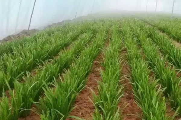 冬季蔬菜大棚放风原因,冬季蔬菜大棚需要放风的原因是什么插图1 冬季蔬菜大棚放风原因,冬季蔬菜大棚需要放风的原因是什么插图1