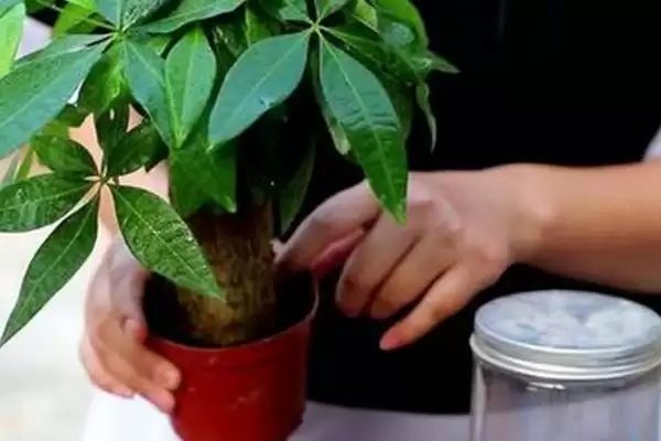发财树发芽可能性,发财树只剩下树干还能不能再次发芽插图4 发财树发芽可能性,发财树只剩下树干还能不能再次发芽插图4