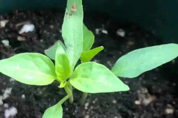 朝天椒播种前后如何进行管理呢,朝天椒播种前后管理方法插图3