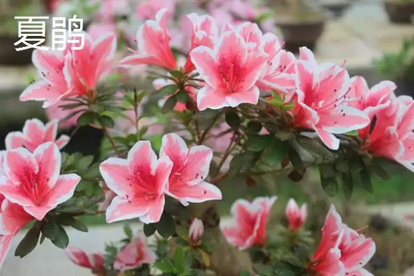 杜鹃花的分类情况,杜鹃花的分类有哪些常见的种类插图4