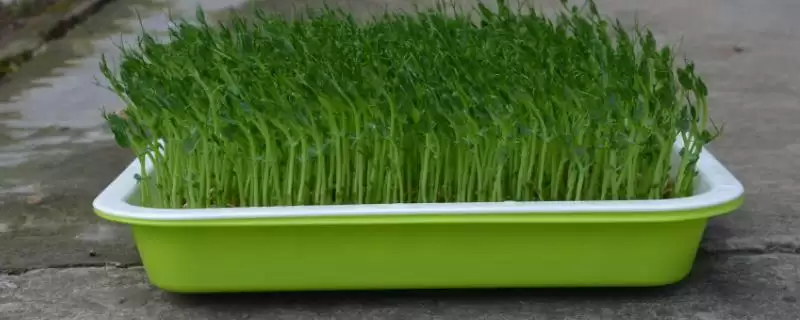 芽苗菜常见有哪些种子如绿豆等?-会东网