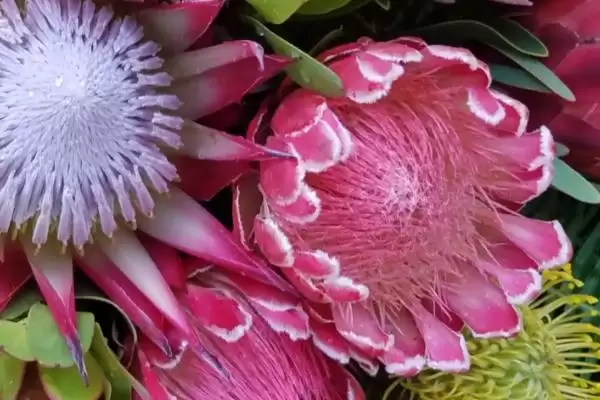 帝王花的养殖方法要点,帝王花的养殖方法需怎样的环境插图1