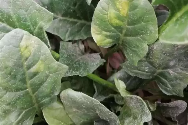 菠菜霜霉病的防治技术有哪些呢,菠菜霜霉病的防治技术插图4