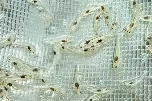 对虾一个月生长长度,对虾一个月正常可以长多少公分长度插图1
