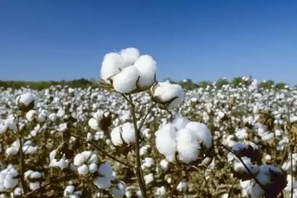 棉花分播种期苗期蕾期花铃期吐絮期生长阶段插图2