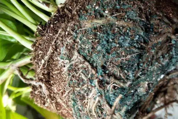 绿萝在春季隔多久浇一次水比较合适？插图4