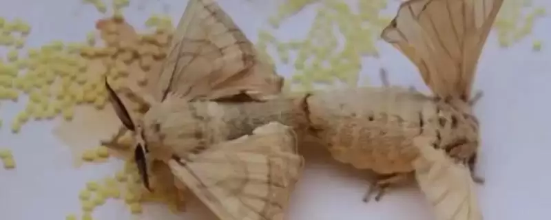 蚕羽化成蛾后能存活多少天呢,蚕羽化成蛾能存活多少天插图 蚕羽化成蛾后能存活多少天呢,蚕羽化成蛾能存活多少天插图
