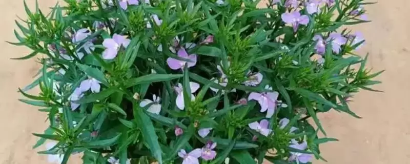 半边莲的繁殖方法和方式是怎样呢,半边莲的繁殖方法插图 半边莲的繁殖方法和方式是怎样呢,半边莲的繁殖方法插图