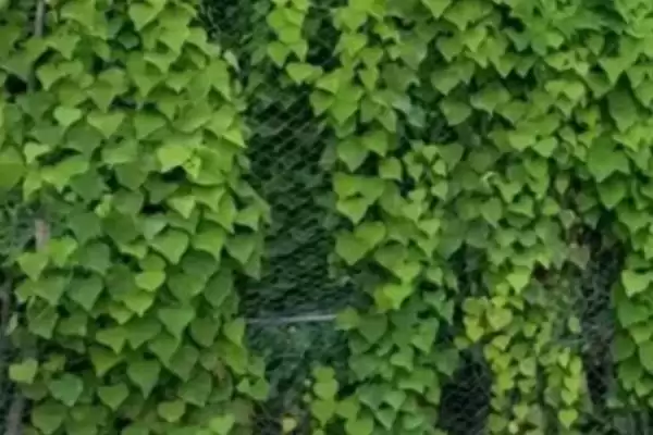 防己的种植时间,防己一般在什么时候进行种植插图1