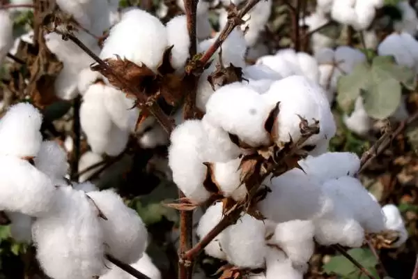 棉花分播种期苗期蕾期花铃期吐絮期生长阶段插图1