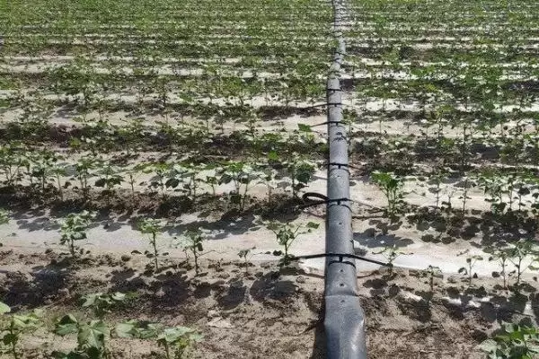 棉花滴灌不同肥料滴施方式不同施肥方法解析插图2