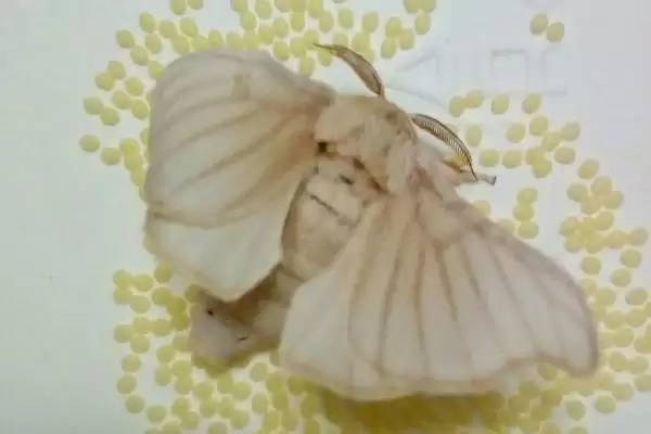 蚕羽化成蛾后能存活多少天呢,蚕羽化成蛾能存活多少天插图3 蚕羽化成蛾后能存活多少天呢,蚕羽化成蛾能存活多少天插图3
