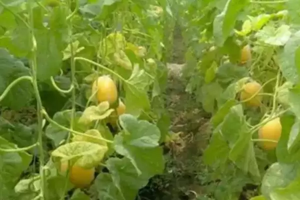 大棚洋香瓜如何进行肥水管理,大棚洋香瓜的肥水管理技术插图2