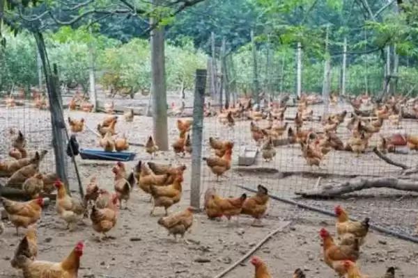鼻涕虫是怎么形成的呢,鼻涕虫是怎么形成的插图2