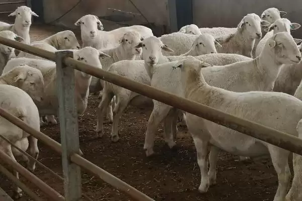 羔羊人工哺乳如何用哺乳器喂食？插图4