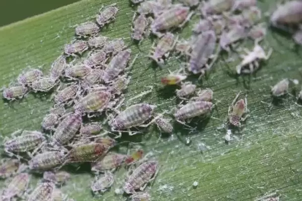 花生常见虫害蛴螬棉铃虫蚜虫类型全解析插图5