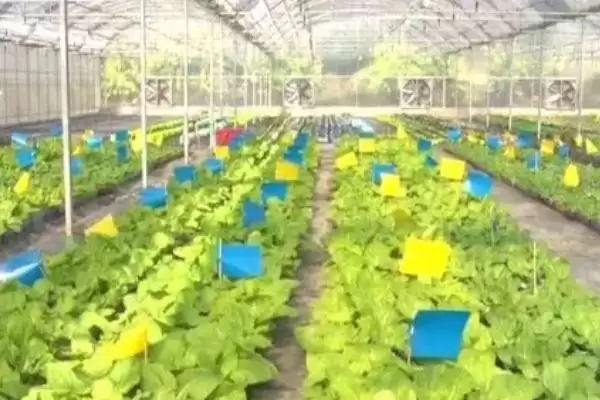 如何避免大棚蔬菜出现弱光症,大棚蔬菜弱光症的避免措施插图1