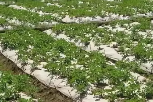 地膜土豆与胡萝卜套种技巧,地膜土豆与胡萝卜套种有哪些技巧插图1 地膜土豆与胡萝卜套种技巧,地膜土豆与胡萝卜套种有哪些技巧插图1