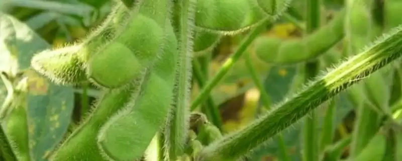 天隆一号大豆种子平均生育期几天？-会东网