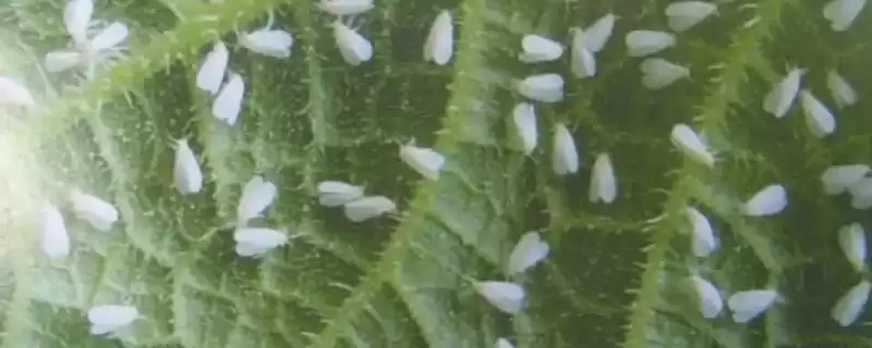 吃黄瓜叶的飞虫是什么和种类呢,吃黄瓜叶的飞虫是什么-会东网