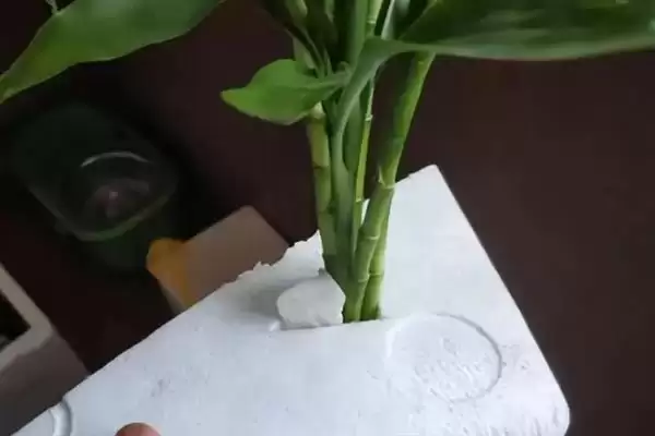 冬季富贵竹枯萎的处理,冬季富贵竹越来越枯萎怎么进行处理插图4 冬季富贵竹枯萎的处理,冬季富贵竹越来越枯萎怎么进行处理插图4