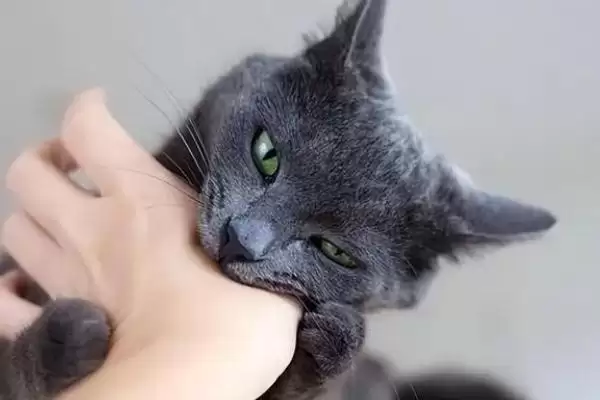 被猫抓伤出血需不需要打针呢,被猫抓伤出血要打针吗插图3