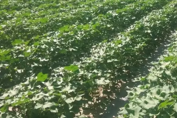 棉花滴灌不同肥料滴施方式不同施肥方法解析插图5