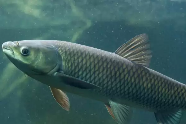 草鱼的繁殖方法和过程是怎样呢,草鱼怎么繁殖插图1 草鱼的繁殖方法和过程是怎样呢,草鱼怎么繁殖插图1