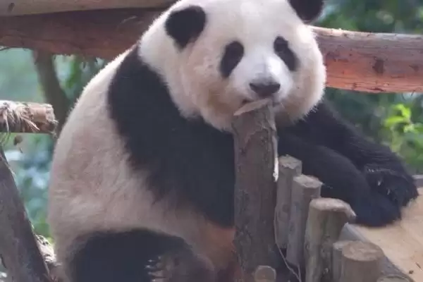 大熊猫尾巴的颜色情况,大熊猫的尾巴的颜色是什么颜色插图1 大熊猫尾巴的颜色情况,大熊猫的尾巴的颜色是什么颜色插图1