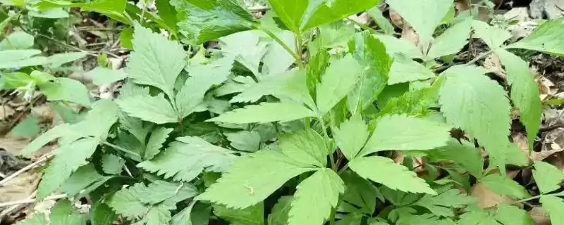 大叶芹和小叶芹的区别分析,大叶芹和小叶芹有哪些方面的区别-会东网