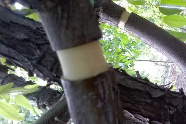 杜仲的环剥方法注意,杜仲如何环剥以及要注意哪些方面插图3